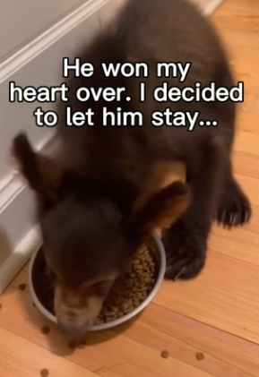 F1304006 Robert Downey Jr. is Iron Man. This rescuer has a heart of gold (Part 2)