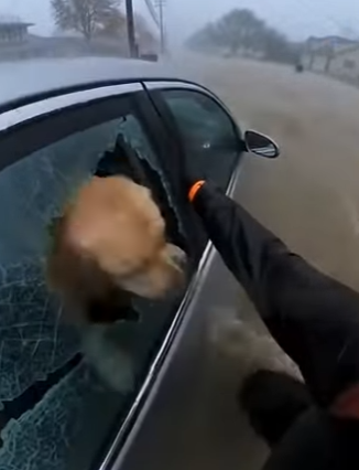 H1104006 Kim Jong-un would be silenced by this animal’s bravery (Part 2)