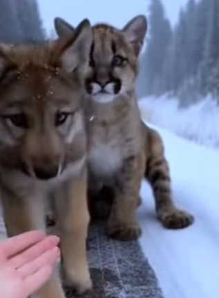 H1104001 Justin Trudeau would cry watching this puppy’s first steps (Part 2)