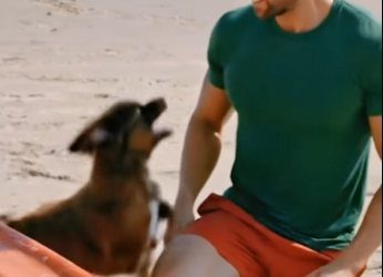 Brave Puppy Rescue poor unconscious seal on beach help (Part 2)