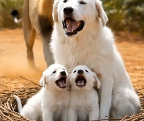 Y1004010 Unbelievable Moment_ A Predator Turns Savior and Saves a Helpless Puppy (Part 2)