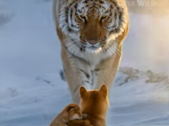 K1104002 Predator or Protector_ The Tiger’s Secret Hug ❄️🐯 (Part 2)
