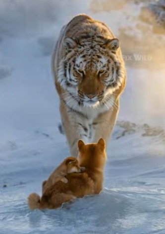 K1104002 Predator or Protector_ The Tiger’s Secret Hug ❄️🐯 (Part 2)