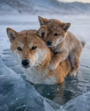 K1104002 Predator or Protector_ The Tiger’s Secret Hug ❄️🐯 （Part 2)