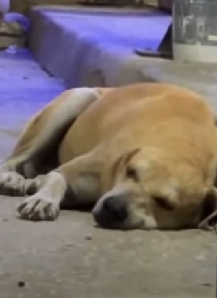 M1404003 Perdón por existir,perdón por no ser el perro de instagram,no tengo (Part 2)