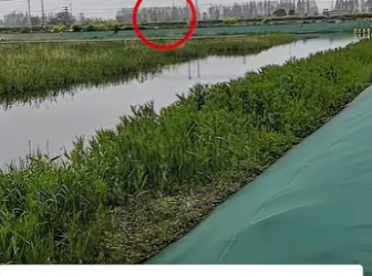 M1404009 Este cabrito blanco fue encontrado escondido entre las hierbas (Part 2)