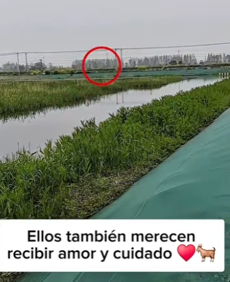M1404009 Este cabrito blanco fue encontrado escondido entre las hierbas (Part 2)