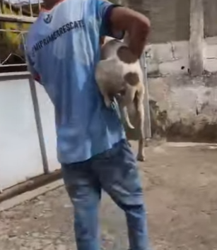 M1404001 vidas salvadas en solo video! Me ayudas busco sábanas comidita (Part 2)