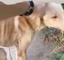 R1404005 la triste realidad de muchos perritos abandonados (Part 2)