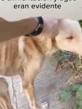 R1404005 la triste realidad de muchos perritos abandonados (Part 2)
