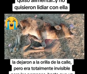 R1404009 Digamos no!! al abandonado animal Ellos no merecen pasar por esto (Part 2)