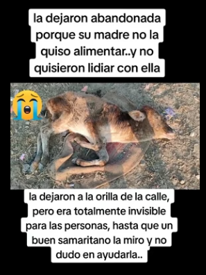 R1404009 Digamos no!! al abandonado animal Ellos no merecen pasar por esto (Part 2)