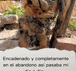 R1404003 Sergio Ramos sabe de valentía, pero este perrito es el verdadero capitán. (Part 2)