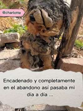 R1404003 Sergio Ramos sabe de valentía, pero este perrito es el verdadero capitán. (Part 2)