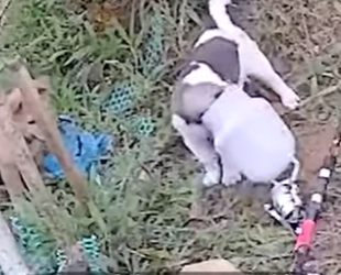 M1404007 Two Dogs Won’t Let Their Friend Drown ❤️👏🐶 (Part 2)