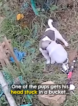 M1404007 Two Dogs Won’t Let Their Friend Drown ❤️👏🐶 (Part 2)