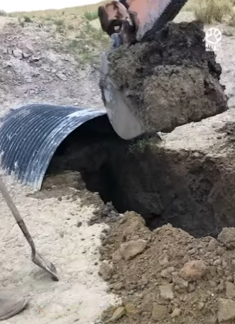 M1404006 Heroes Use Digger to Save Cow Trapped in Thick Mud 😱 (Part 2)