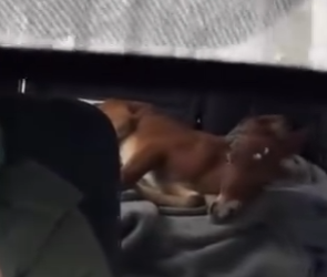 V1404006 Bad Bunny sabe de éxitos, pero este rescate es el verdadero hit del año. (Part 2)