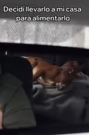 V1404006 Bad Bunny sabe de éxitos, pero este rescate es el verdadero hit del año. (Part 2)