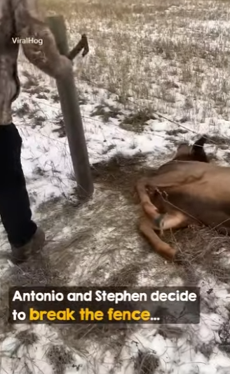 I0204007 Such a beautiful moment when the elk runs away across the field ❤️ (Part 2)