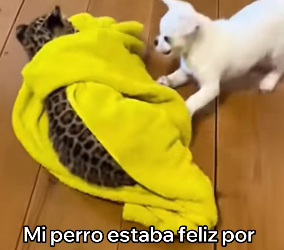 V1404004 Karol G sabe lo que es brillar, pero nada brilla más que el alma de un perro rescatado (Part 2)