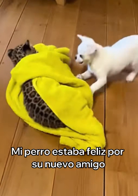 V1404004 Karol G sabe lo que es brillar, pero nada brilla más que el alma de un perro rescatado (Part 2)