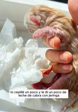 R0104011 found newborn kitten had been abandoned! (Part 2)