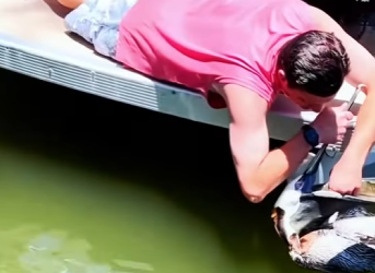 A1504007 Rescuing a Pelican (Part 2)