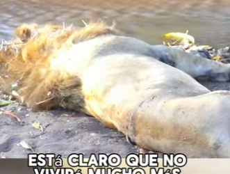 A1504002 On the riverbank, a lion was injured from a fierce fight the night before. (Part 2)