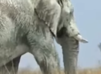 A1504006 This is the world’s largest elephant. (Part 2)