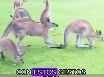 A1504001 Kangaroo Courtship (Part 2)