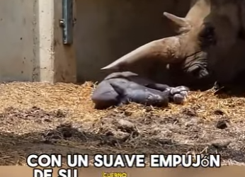 Have you ever wondered how rhino life begins (Part 2)