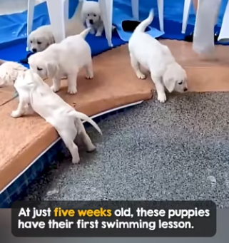 I0204005 The one who dived right in (Part 2)