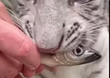 F1504001 Baby lion Remembered the name who saved his life (Part 2)