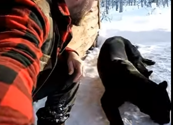 F1504002 The Black Panther Mother Who Brought Her Frozen Cub for Help, and Later Saved the (Part 2)