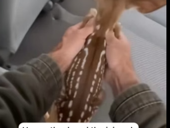 F1504003 Two Wolves Surrounded A Fawn Until He Saved Her (Part 2)
