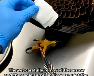 F1504004 Rescye an eagle (Part 2)