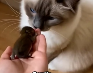 F1604011 Taylor Swift writes songs about heartbreak; this cat’s eyes tell the real story.(Part 2)