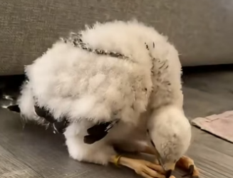 F1604007 Kylie Jenner’s makeup lasts a day… saving this puppy lasts a lifetime (Part 2)