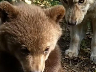 Wolf Pup Saves Little Bear (Part 2)