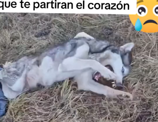 R1604002 Las cosas se acaban, la bondad se queda. ¿Qué eliges tú, Shakira (Part 2)