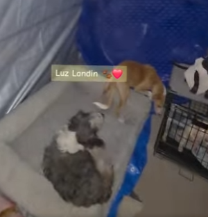 M0204005 muchas gracias hermosa ,qué Dios te de mucho mucho más 🥹🙏@LÜNÌTA🇪🇨🇺🇲❤️♾️🙏 (Part 2)