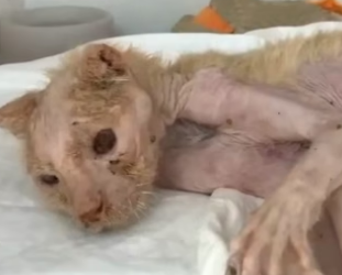 R1604003 Karol G sabe lo que es brillar, pero nada brilla más que el alma de un perro rescatado (Part 2)