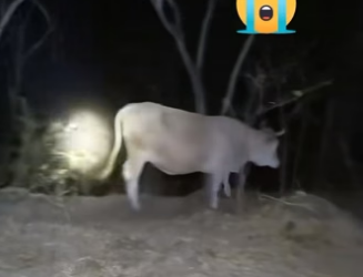 R1604008 Bad Bunny sabe de éxitos, pero este rescate es el verdadero hit del año (Part 2)