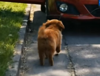 Y1404012 Brave Dog Rescues Poor Little Cat Surrounded by Dangerous Scorpions (Part 2)