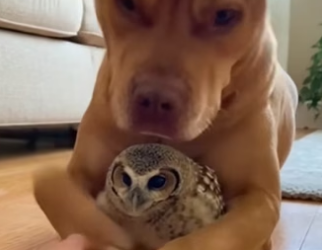 Miley Cyrus would say this dog “came in like a wrecking ball” to her heart. (Part 2)