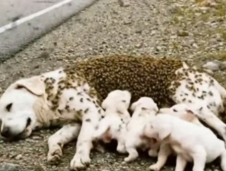 Y1404005 Kind Hearted Man Rescues Poor Mother Dog Attacked by Honey Bees (Part 2)