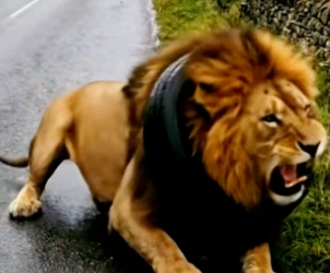 Y1404008 Kind Hearted Man Rescues Lion Trapped Huge Tire Around Its  (Part 2)
