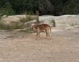 M1604011 Ni todos los estadios llenos de Aitana igualan el silencio de un perro que por fin confía (Part 2)