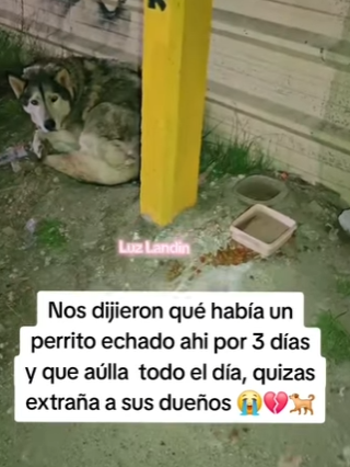 Si alguien lo abandono _ no sean así el está muy triste y los extraña ,llora todo el día AÚN TE EST (Part 2)